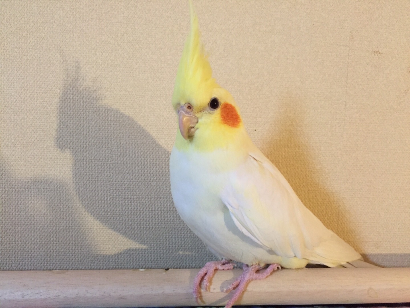 たくさん飛ぶねえ オカメインコ 嬉しい 楽しい 大好き